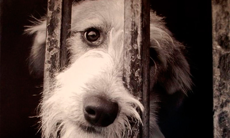 Como denunciar maltrato animal en Argentina