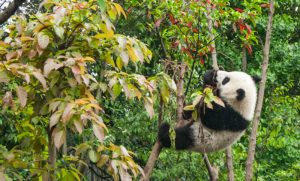 Panda1