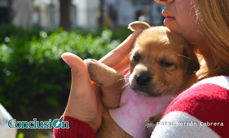 Por el Día del Animal, se vacunarán y desparasitarán mascotas en Calle Recreativa