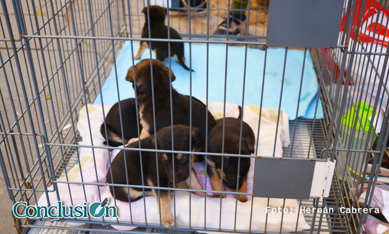 Adoptar mascotas de la calle, un acto de amor
