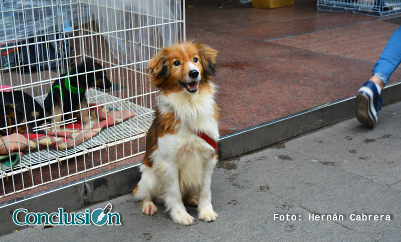 Perros de la calle en adopción: ternura y calidez en fotos