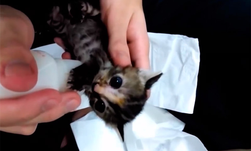 ¡Animales tiernos y muy graciosos!
