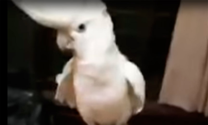 Guacamayo que baila el Gangnam Style