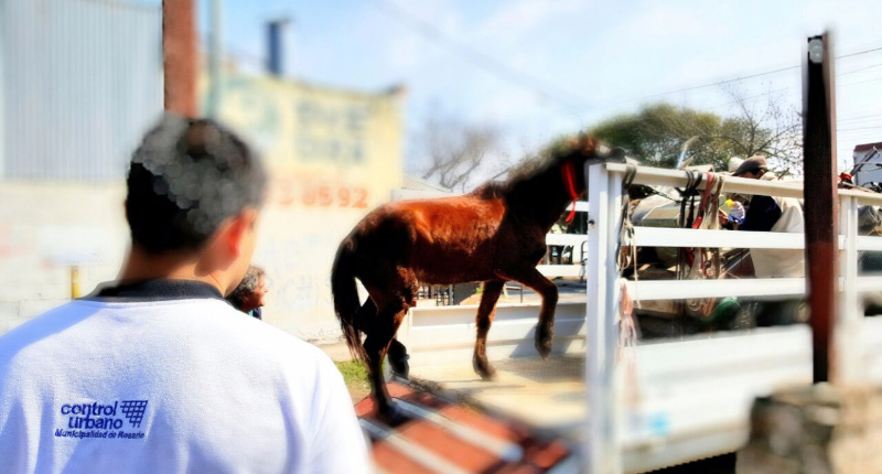 Unos 80 caballos fueron secuestrados en la vía pública a causa de maltrato este año