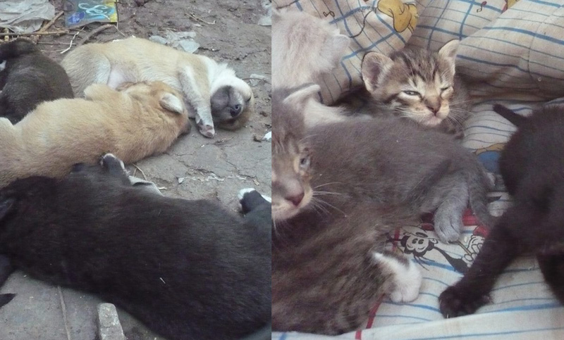 Este sábado habrá cachorros y gatitos en adopción en la Plaza Pringles