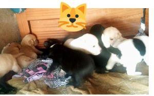 cachorros adopcion3