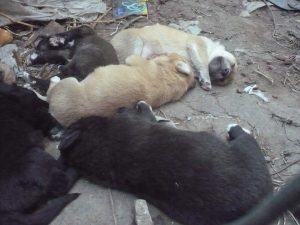 cachorros adopcion4