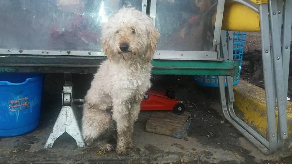 Caniche perdido en la zona del hospital Alberdi de Rosario