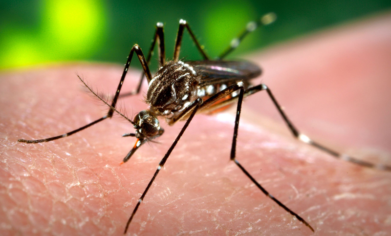 Confirman primer caso de dengue importado en San Luis