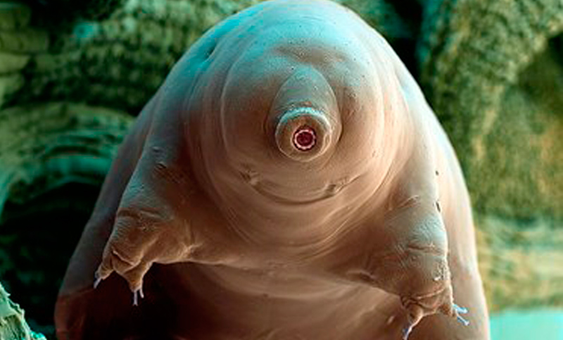 Un animal casi indestructible dispuesto a compartir sus superpoderes