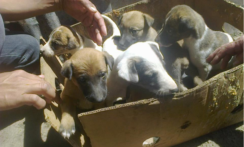 Siete galgos cachorros abandonados en zona sudoeste necesitan tránsito
