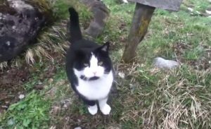 gato2