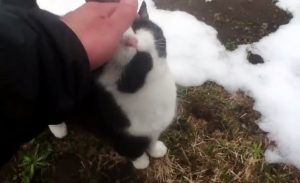 gato3