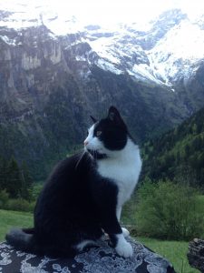 gato4