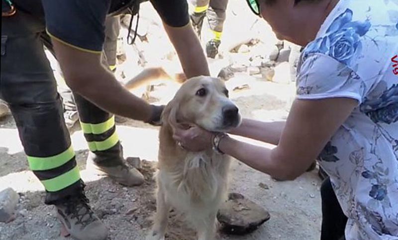 Romeo, el milagro entre los escombros del sismo