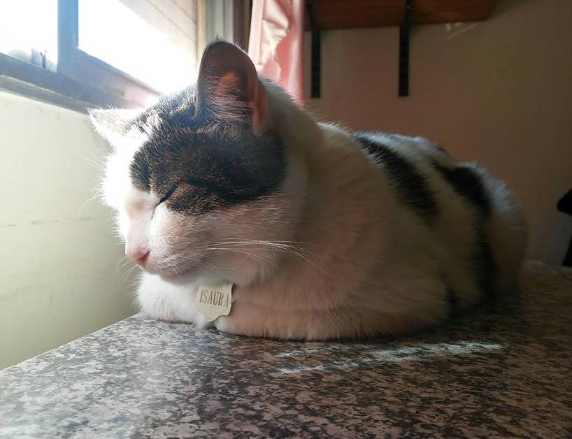La eterna lucha del gato contra el mantel