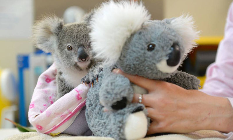 Un koala huérfano encuentra consuelo en un peluche