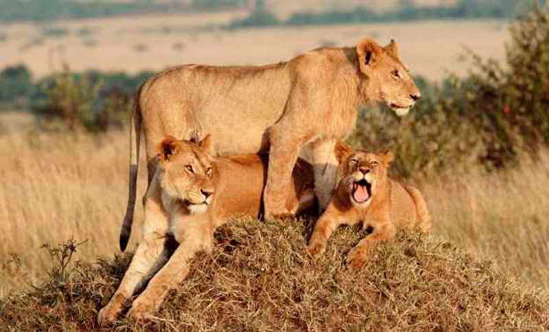 Los masáis, de cazar leones con lanzas a protegerlos con GPS