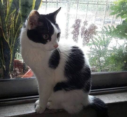 Manchitas, un gato contra las bolsitas