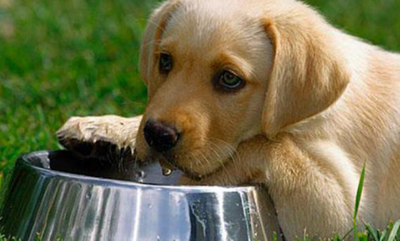 Consejos para saber cómo hidratar a nuestras mascotas