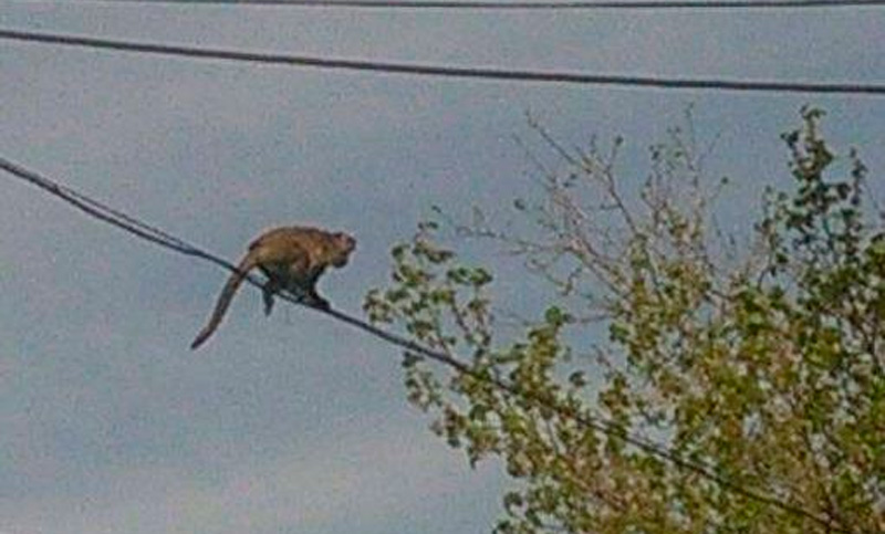 Se escapó un mono en Mendoza y vecinos montaron un operativo para atraparlo