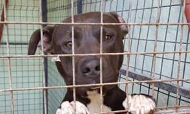 Campaña para que no sacrifiquen a una perrita en Rawson