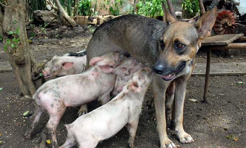 ¡Insólito! Una perra adoptó a cinco cerditos como su madre