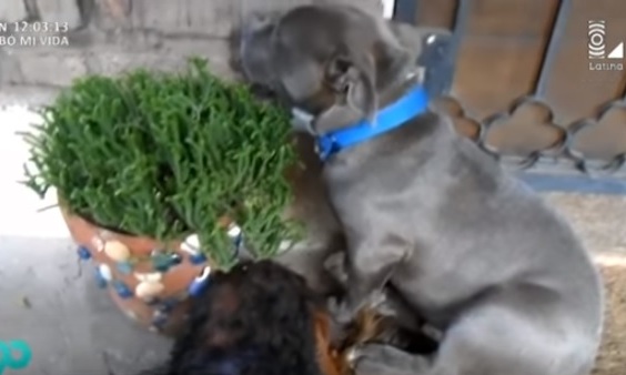 El video de un pitbull arrepentido