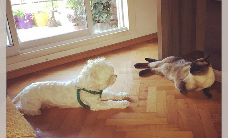 Perros y gatos: la convivencia es posible