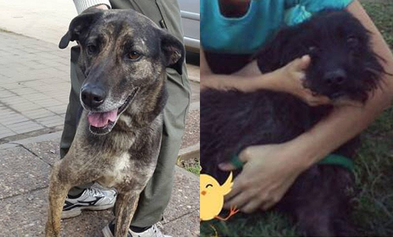¡Perros en adopción! Iván y Lenny, dos cariñosos que buscan un hogar