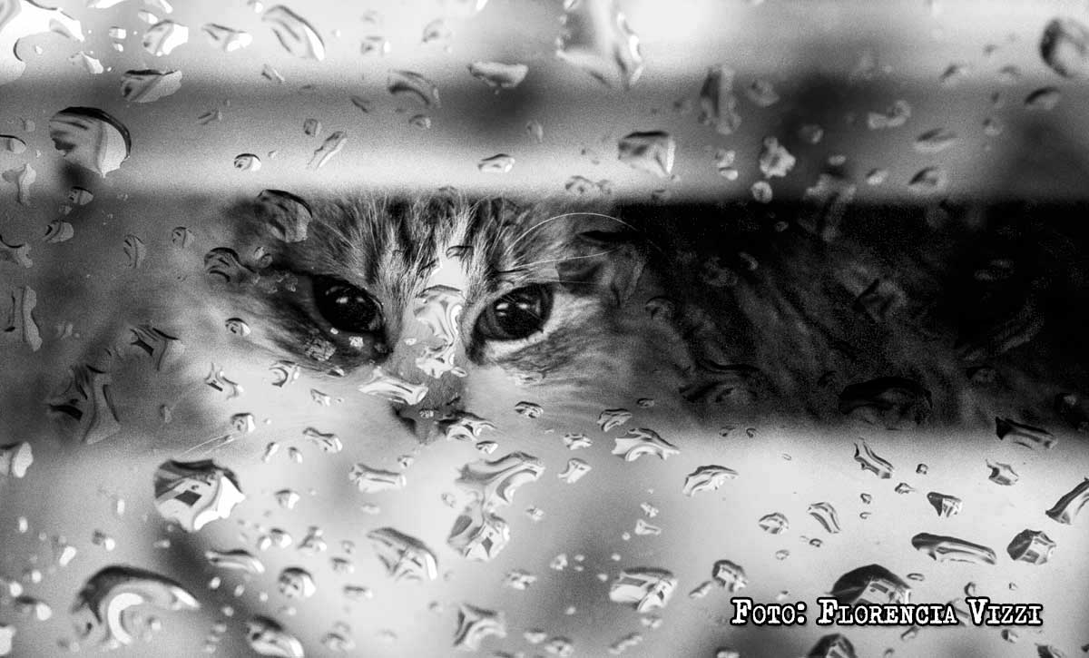 La ñata contra la vidrio, espiando la lluvia…