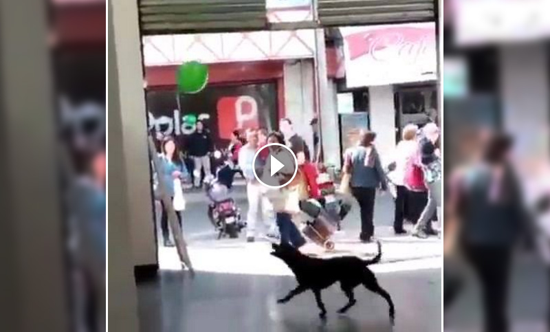 El divertido video de un perrito jugando con un globo que se hizo viral