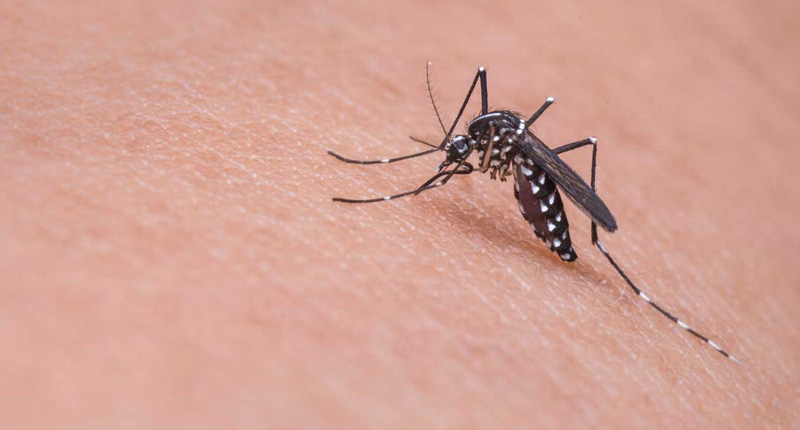 Un tercio de la humanidad vive en zonas de riesgo de propagación del Zika