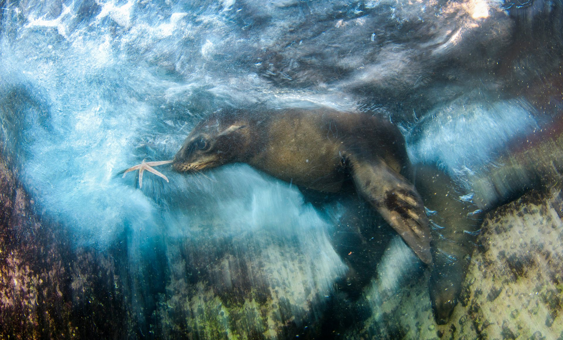 Las impactantes imágenes ganadoras del premio Wildlife Photographer