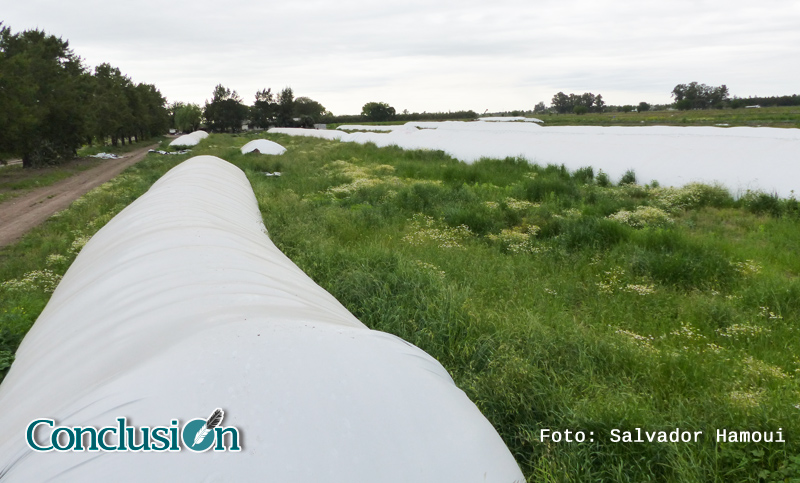 Destacan el gran impacto de las lluvias sobre los cultivos en la provincia de Santa Fe