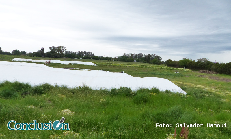 Fuerte caída en la producción de soja y maíz por déficit hídrico en la región