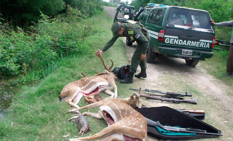 Demoran en Corrientes a dos hombres que llevaban animales faenados sin permiso de caza