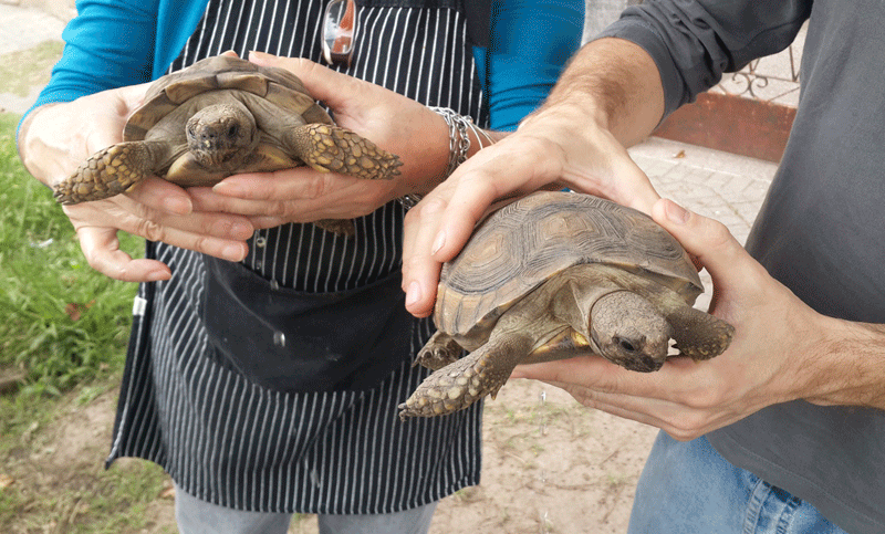 Trasladaron 49 tortugas de tierra a la granja La Esmeralda