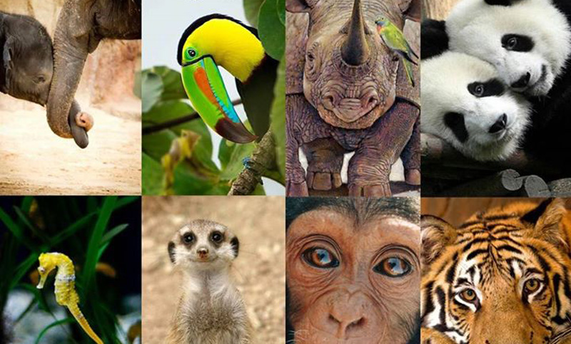 La vida silvestre disminuyó un 58 por ciento en los últimos 40 años