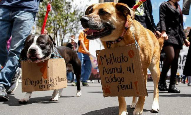 Buscan implementar un proyecto de protección animal pionero en el mundo