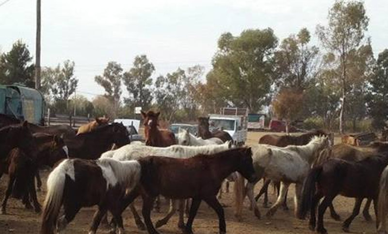 Atletas se unen en una travesía Santa Fe-Rosario contra la tracción a sangre