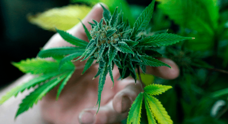 Tras arduo debate en Diputados, avanzó la postura que avala el uso medicinal del Cannabis