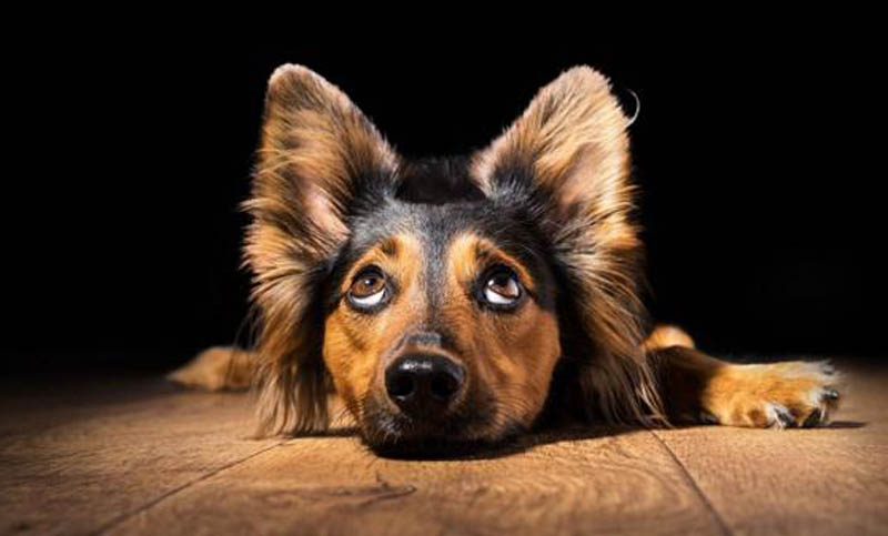 Por qué los perros tienen «prohibido» comer huesos