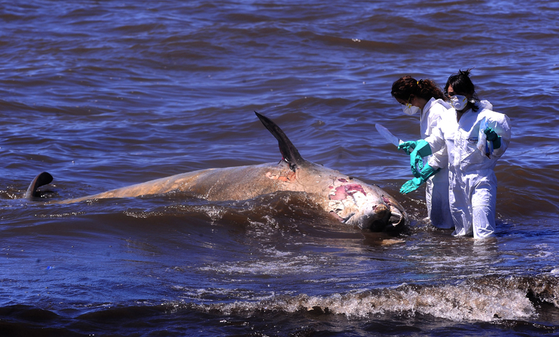 Hallaron un delfín muerto en la costa del Río de la Plata