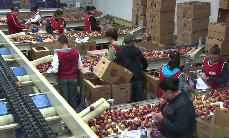 Crisis frutícola: por ahora, Expofrut no despedirá personal en General Roca