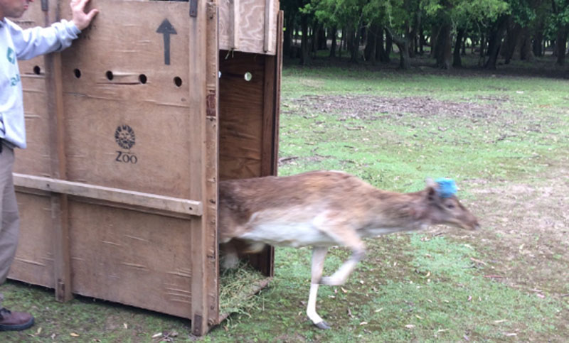 Trasladan a un ciervo del zoológico platense a una reserva de animales silvestres