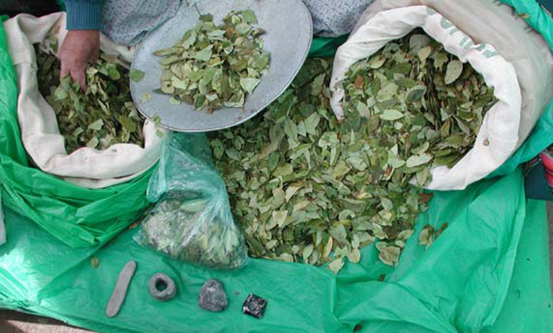 Incautaron más de 1.200 kilos de hojas de coca en la provincia de Buenos Aires