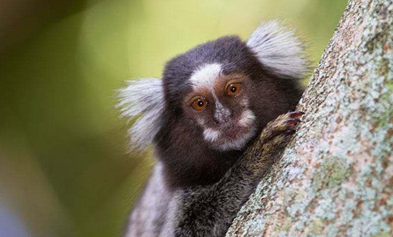 Un estudio demuestra que los monos son más hábiles de lo que se pensaba
