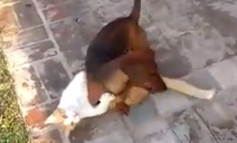Los animales no saben de grietas