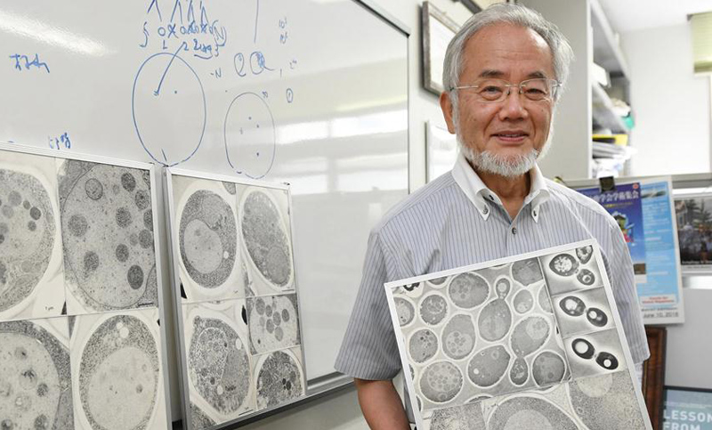 Un japonés, nobel de Medicina por sus investigaciones sobre la autofagia